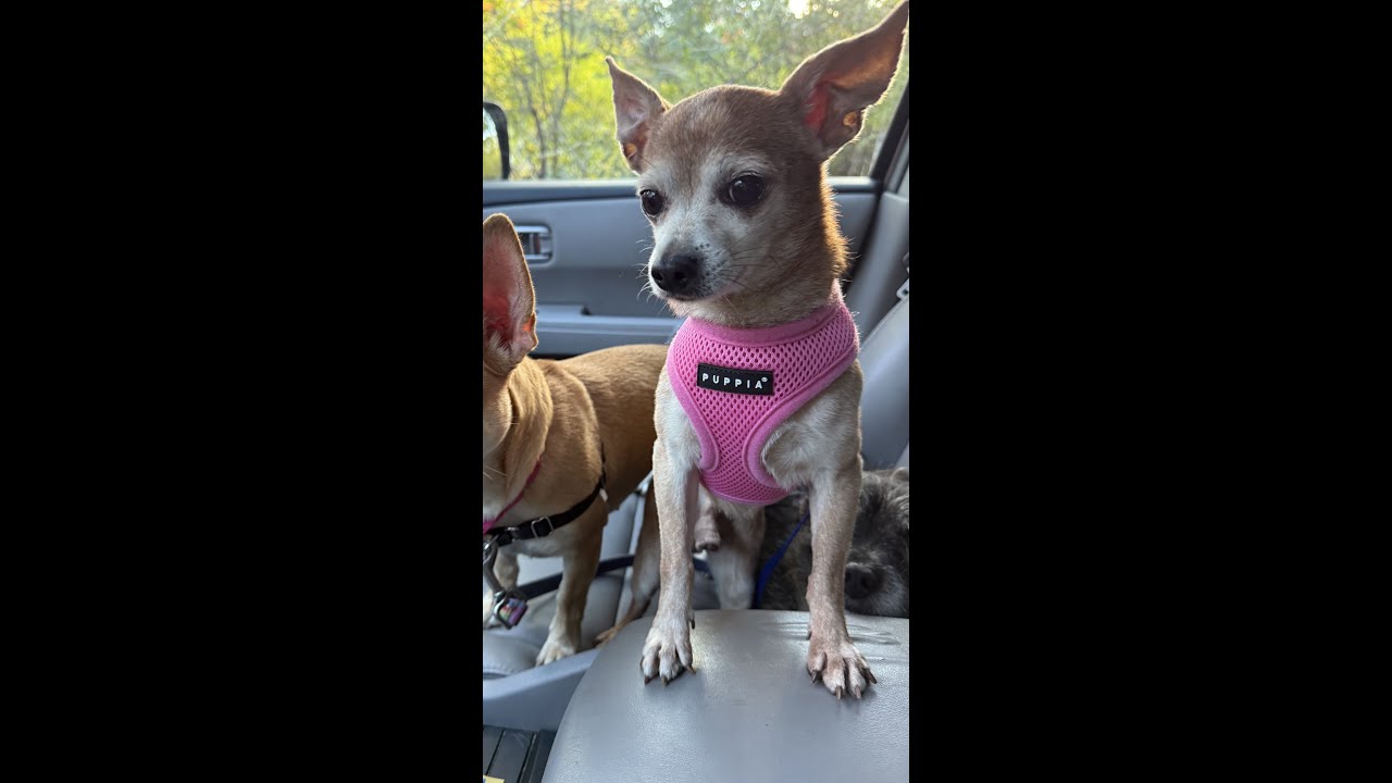 Enlarge Taco, an adopted mixed breed in Southborough, MA video 2/6