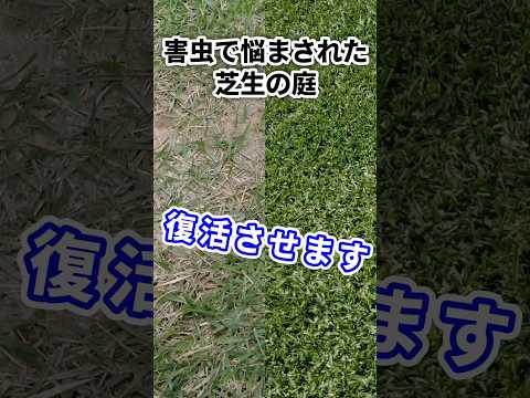 芝生の線虫に白い幼虫がいるかどうかを確認する方法