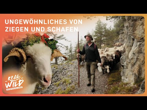Schafe und Ziegen in den Alpen: Landschaftsgärtner mit Herz | Alpen-Doku | Real Wild Deutschland