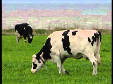 Sona language food words