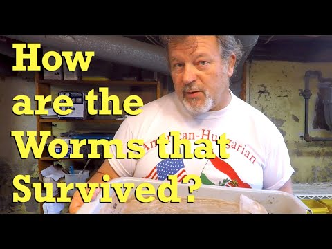 Another 12 days later with the surviving mixed red worms - vermicompost