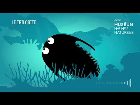 Vie, mort et résurrection d’un Trilobite - Bestioles fossiles