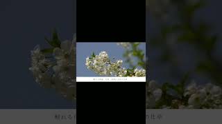 曲を作りました #初音ミク #オリジナル曲 #vocaloid #ボカロ #music