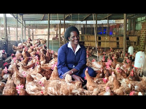 , title : 'How to start poultry farming with little capital in 2023'