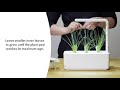 Two Ways To Harvest Chives!