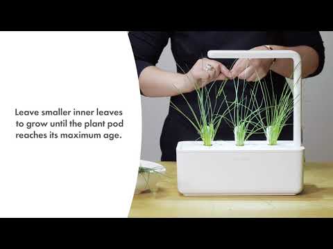 Click And Grow Click &amp; Grow Smart Garden pildymas Laiškiniai česnakai 3 vnt video