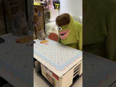 要吓死猫咪了#猫咪#整蛊