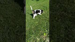 King Charles Spaniel Puppies Videos