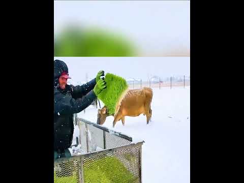 Feeding Cattle Fresh Wheatgrass in Winter | Hydroponic Fodder Farm in Action!
