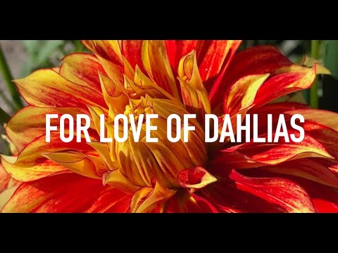 For Love Of Dahlias, A Visit to the "Crazy Dahlia Lady," with Doug Oster