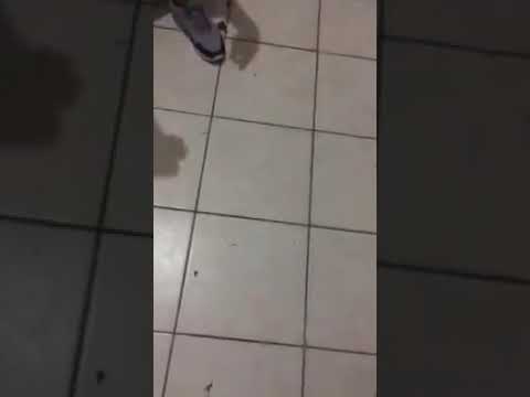 "El Tahuichi es una Fiesta" Barra: Los de Siempre &bull; Club: Oriente Petrolero