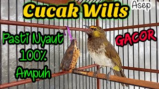 Download lagu Cucak Wilis Gacor | Masteran Cucak Wilis | Pancingan Cucak Wilis mp3 Download lagu Cucak Wilis Gacor | Masteran Cucak Wilis | Pancingan Cucak Wilis mp3