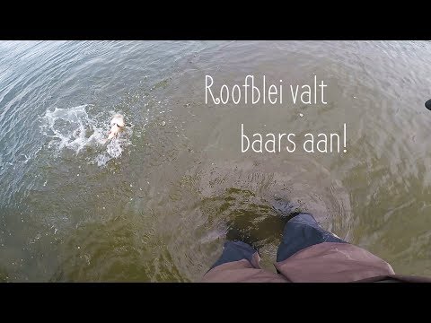 Roofblei Valt Baars Aan! - VisTD Vlog #5