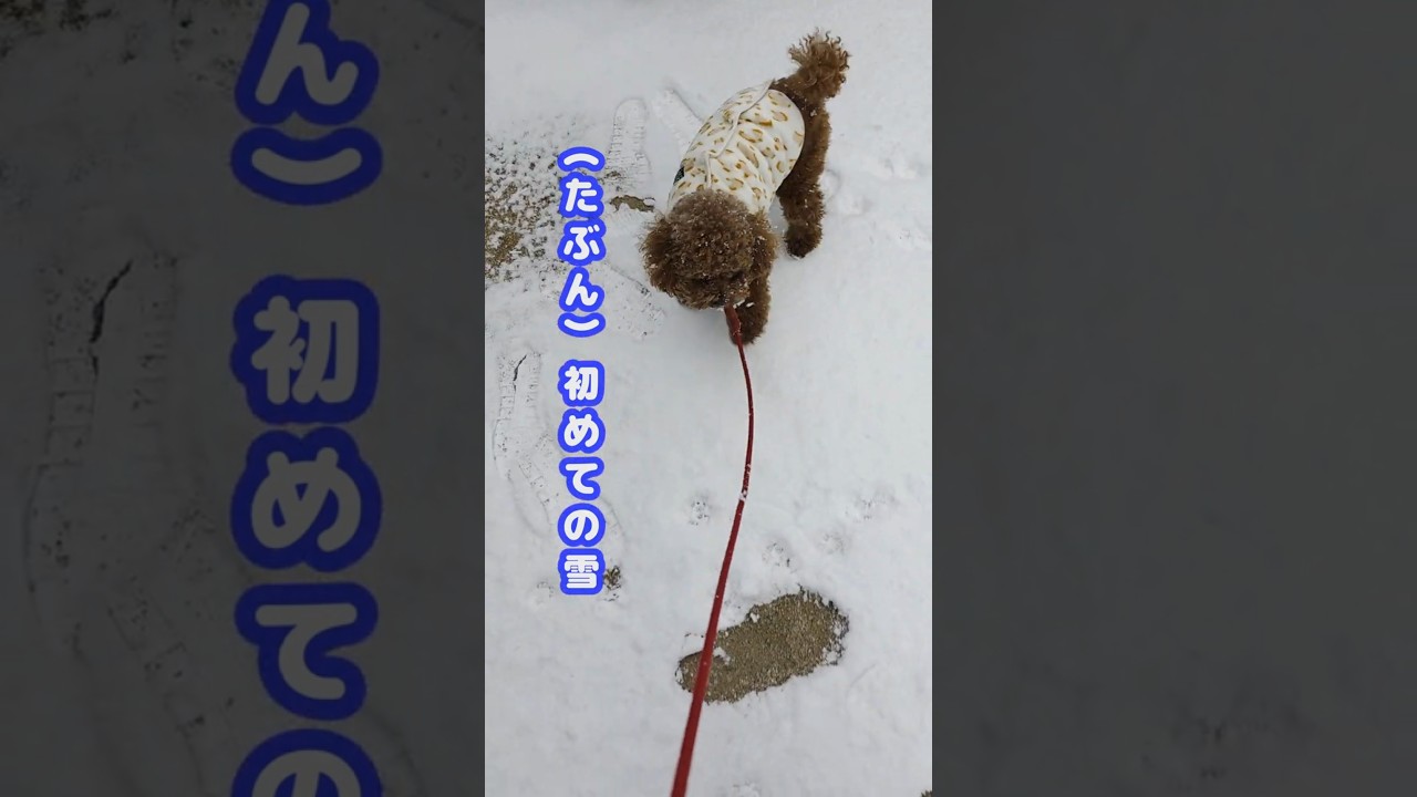 初めての雪遊びなのに、トイプーはあんまり興味ない