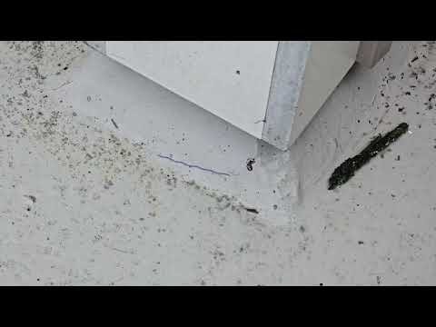Spiders All Over Exterior of Home in Hazlet, NJ