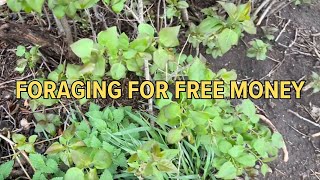 Foraging For FREE Money On Our Small Acreage
