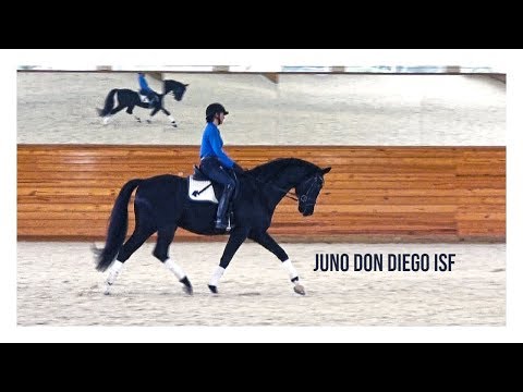 Juno Don Diego ISF at Iron Spring Farm, January 2019.