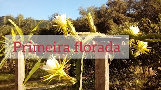 Miniatura do vídeo