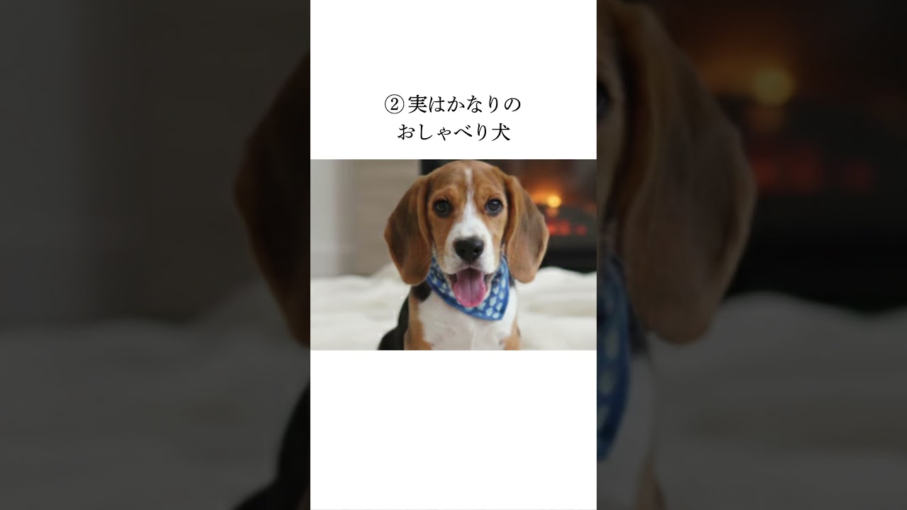 ビーグルの雑学 #ペットフル #プチ知識#ビーグル #トイプードル