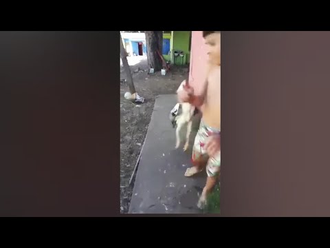 eu não tenho medo de você safado - Galo bate em menino (meme)