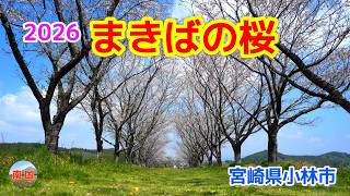 【宮崎県小林市観光】これは見ないと損！まきばの桜と永田平公園の春景色🌸　宮崎旅行　宮崎散歩