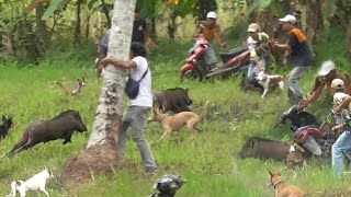 Download lagu Brutal Wild Boar Hits and Runs Motorcycle in Kurai Taji, Pariaman || Wild Boar Hunting || Amazing || mp3