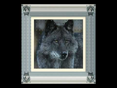 Medicine Power   Sacred Spirit   The Wolf
