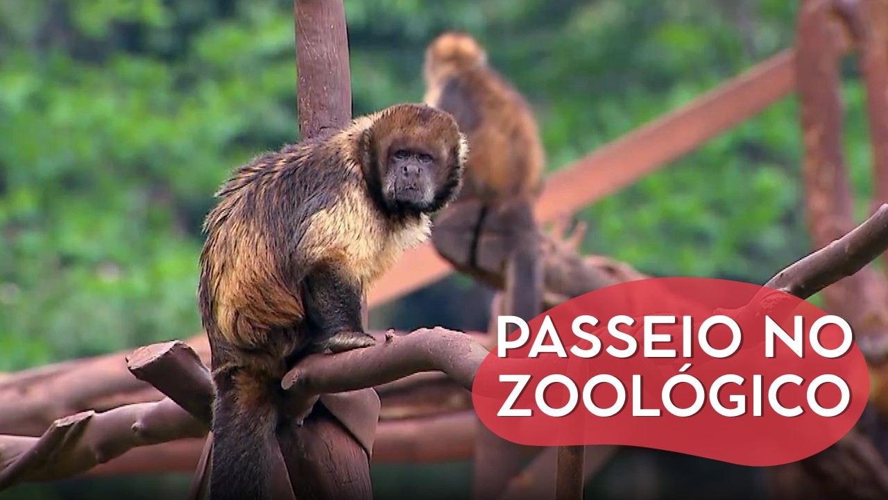 NEM OS ANIMAIS FICAM EM PAZ COM ELES POR PERTO | CÂMERAS ESCONDIDAS