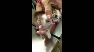 botfly removed from kitten