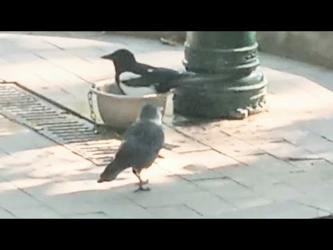 Поилка для птиц и животных в парке
