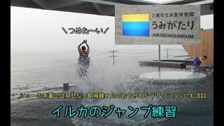【うみがたり】イルカショー~ジャンプ練習~【上越水族館】