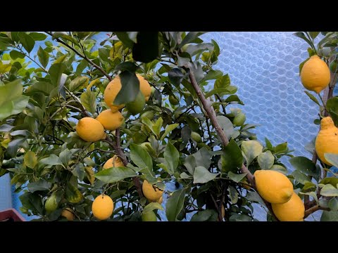 Episode 357 - Citrus trees landed in the greenhouse for wintering 2025/2026.