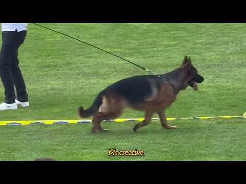 SC 12-18 Females1 Vana du val d’Anzin 2.Europa v Haus Aton #1million #gsds #foryou 