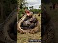 Gorilla Vs Giant Python A Battle For Survival Shorts