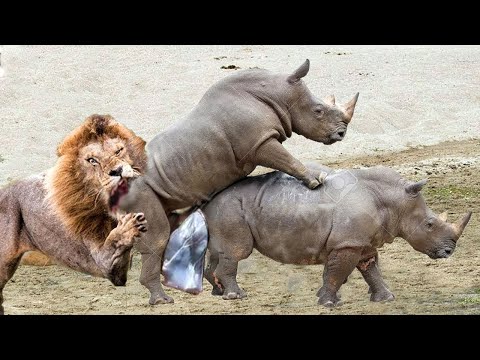 Ending The Lion's Arrogant Attack With Rhino Baby, The Lion Is Taken By The Rhinos Crazy Revenge