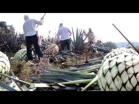 image-How does an agave plant reproduce?