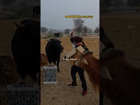 नानक नाम जहाज है🙌#findingpeace29 #seva #humanity #kindness #animals #rescue #love #rajasthan #punjab