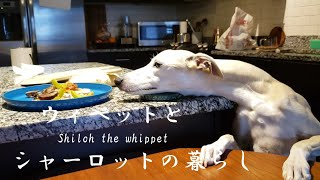 もうすぐ1歳のウィペットと、一緒に寝てみました
