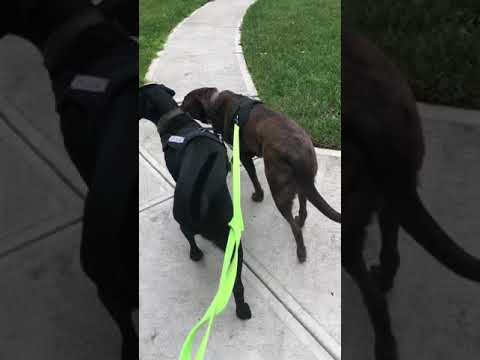 Morgan&rsquo;s Loving Pet Care- MLPC video.