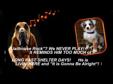 Doggie Walkin' Hound Dog Wannabe!