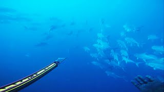 preview picture of video 'Enjoy - spearfishing Red sea in Saudi Arabia'