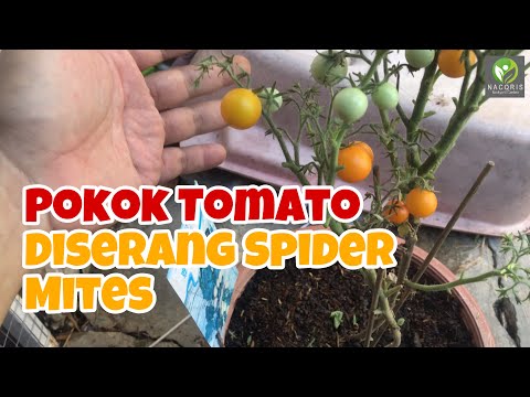 , title : 'POKOK TOMATO DISERANG SERANGGA PEROSAK SPIDER MITES | RAWAT DENGAN NEEM, JAWAR & ROCK PHOSPHATE'