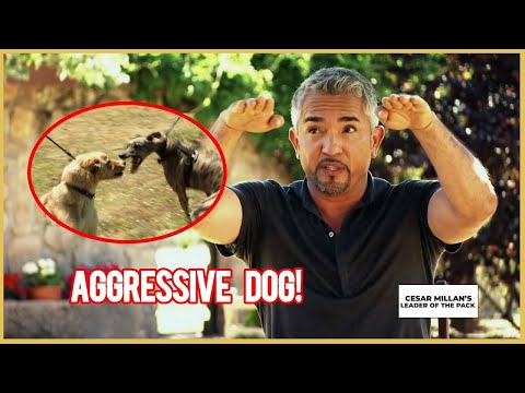 I meet an AGGRESSIVE Greyhound | Leader of the Pack