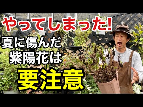 アジサイのメンテナンス 雨が降った すぐに治療する 外観の病気を避ける