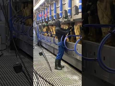 🐮How To Milk 500 Cows in 8 Minutes #cow #farm