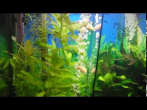 Desova dos coridoras