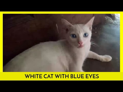 WHITE CAT WITH BLUE EYES