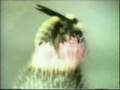 Classic Sesame Street Film A Bee