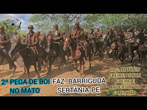 (DRONE)2ªPEGA DE BOI NO MATO FAZ. BARRIGUDA SERTÂNIA-PE ORG. ANTÔNIO FREIRE,AILTON FREIRE E ANDERSON