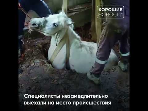 В Приморье спасатели освободили лошадь из двухдневного плена